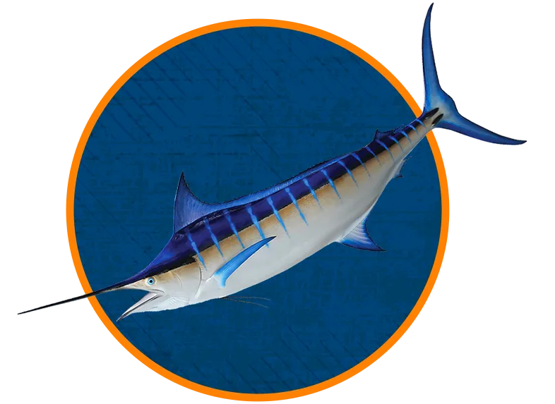 Pacific Blue Marlin Hawaii