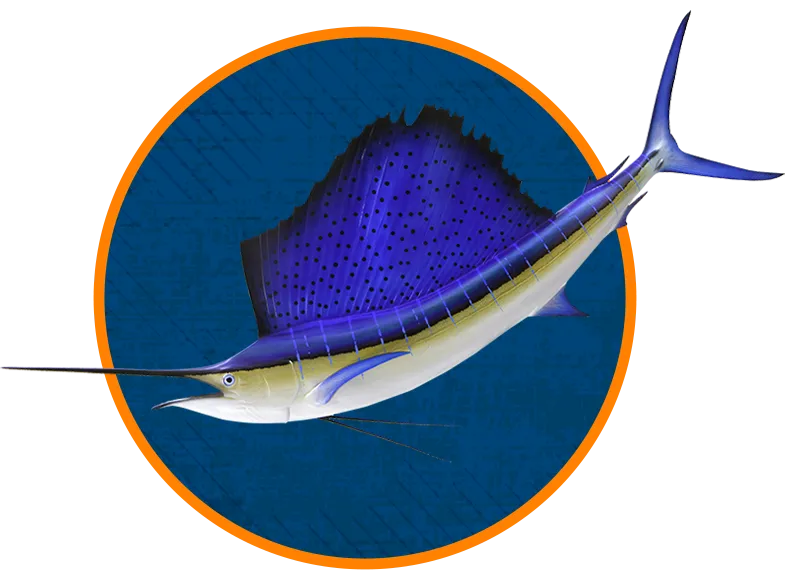 Pacific Sailfish