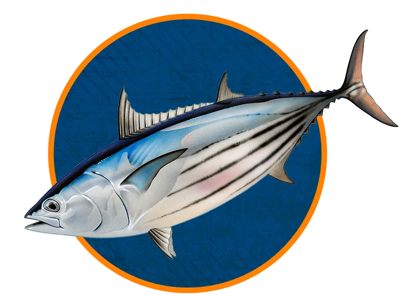 Skipjack Tuna Aku