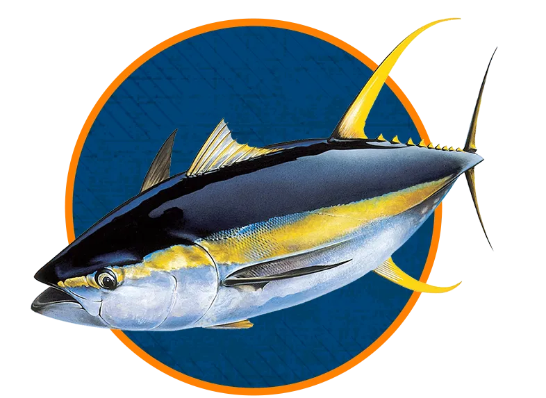 Yellowfin Tuna Hawaii