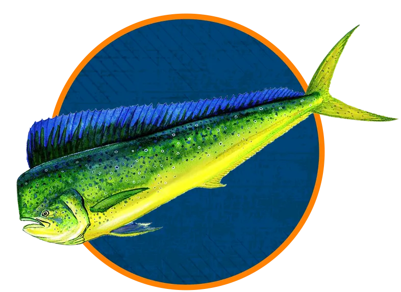 mahi mahi dolphin